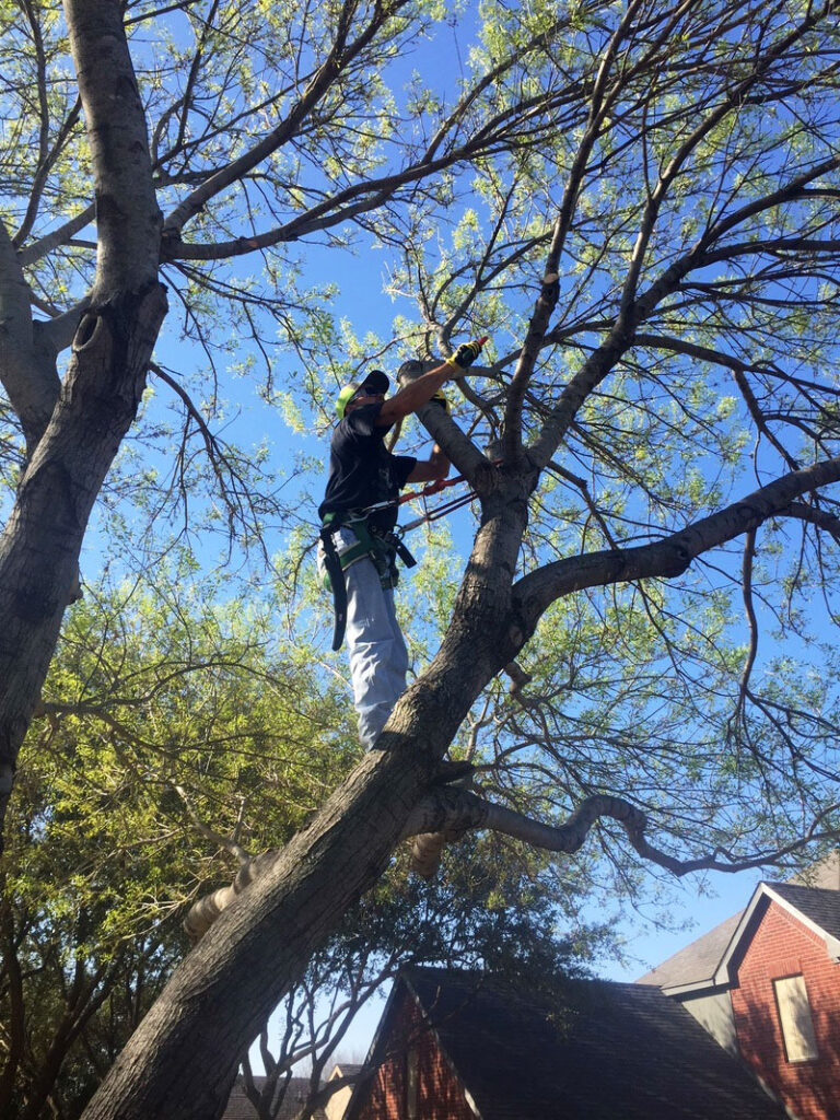 Professional tree cutter