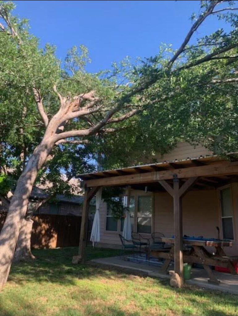Removing large tree too close to the house