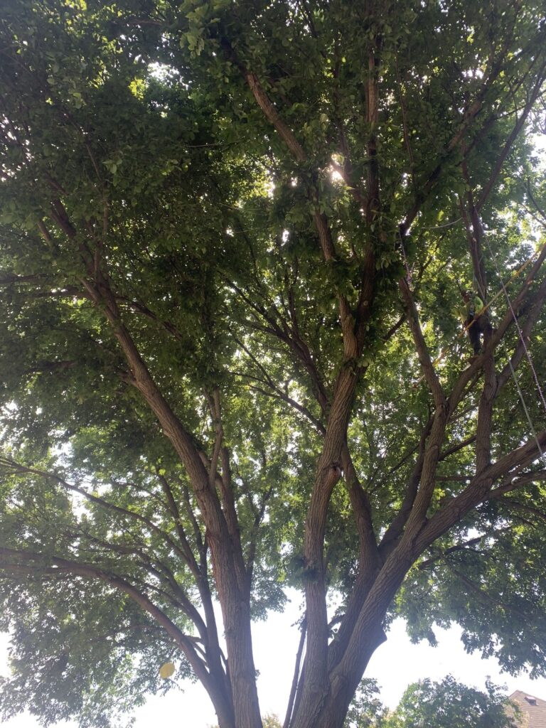 Large healthy tree well cared for
