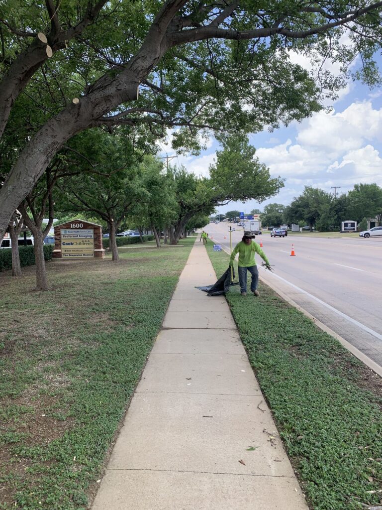 Professional tree services cleaning after themselves