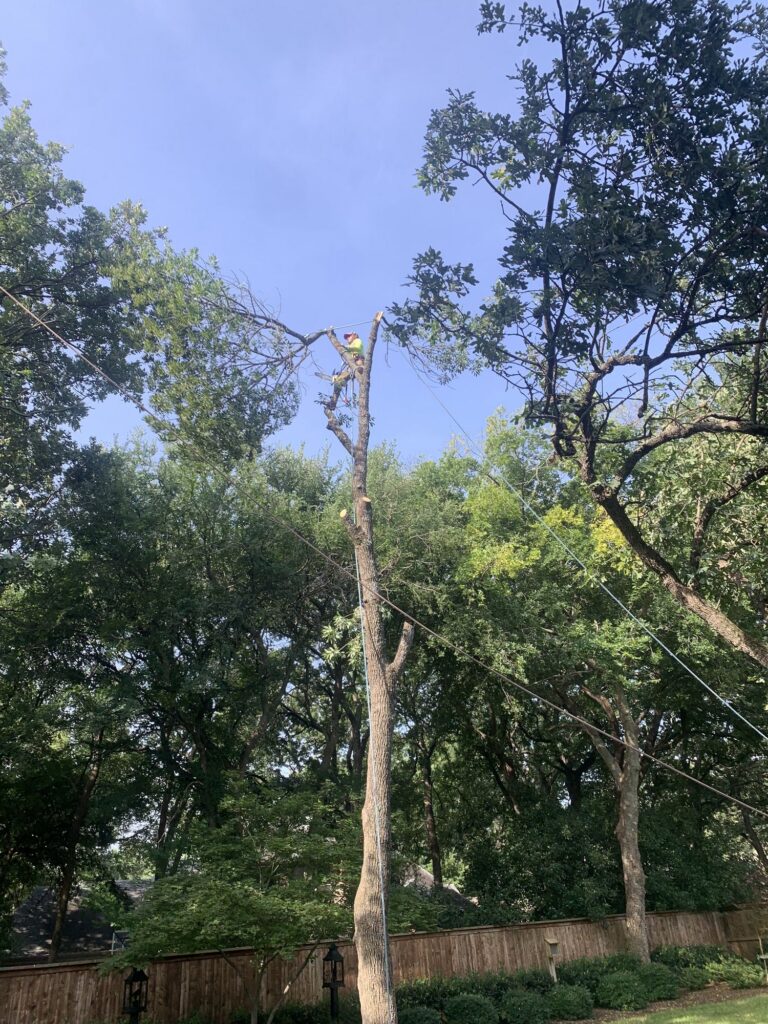 Large, tall tree removal by professional
