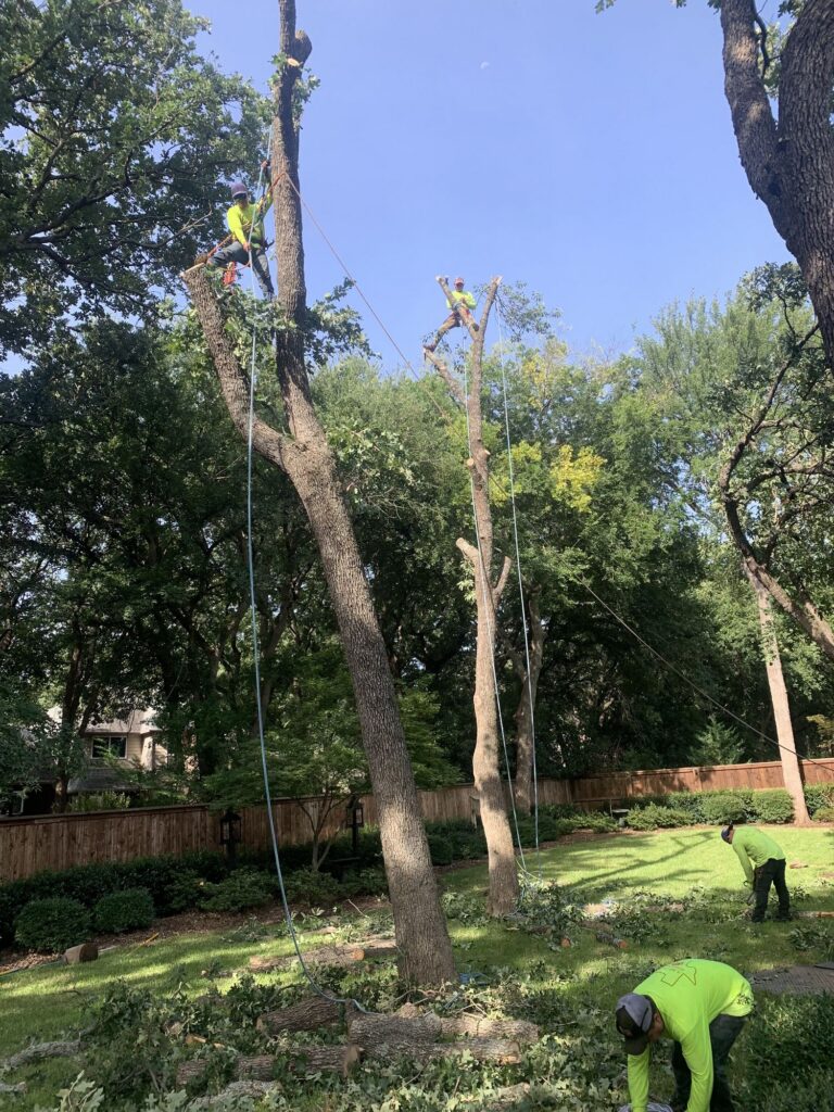 Continued tree trimming for healthy tree