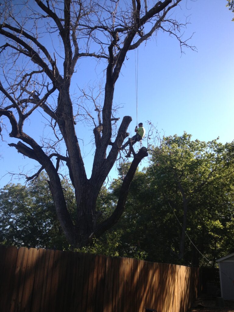 Professional tree services