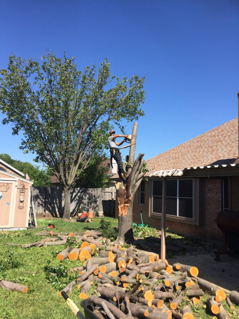 Tree remove almost finished