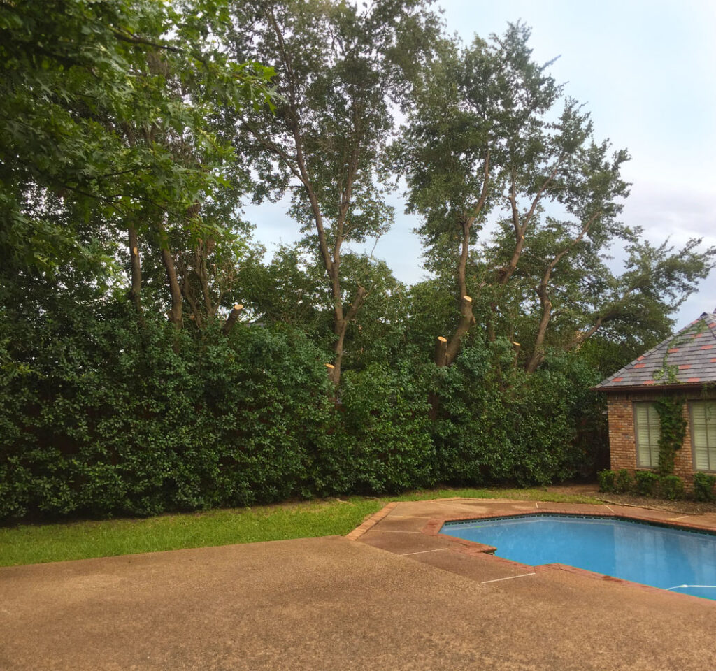 Tree trimming in backyard